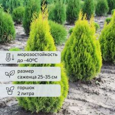 Туя западная Golden Smaragd (Голден смарагд) C2 25-35 см