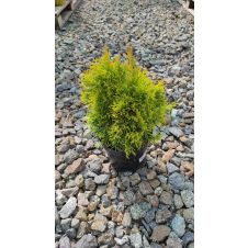 Туя западная Golden Smaragd (Голден смарагд) C2 25-35 см