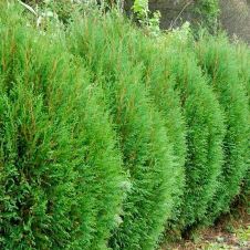Туя западная Wagneri (Вагнери) WRB 60+ см