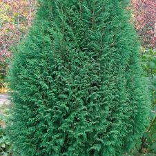 Туя западная Wagneri (Вагнери) WRB 60+ см