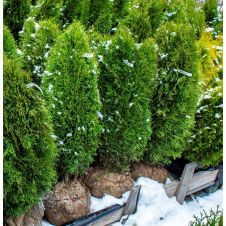 Туя западная Wagneri (Вагнери) WRB 60+ см