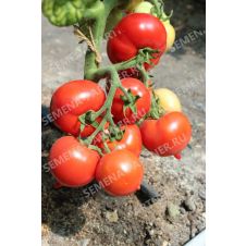 Партнер Томат ПИКАДОР F1 (0,5г)