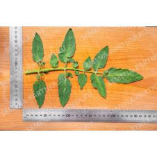 Партнер Томат ПИКАДОР F1 (0,5г)