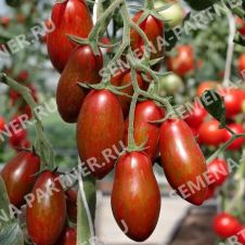 Томат МИСТИКА F1 5 шт Партнер