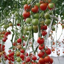 Томат МАРГОША F1 10 шт Партнер