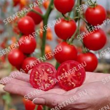 Томат МАРГОША F1 10 шт Партнер