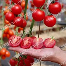 Томат МАРГОША F1 10 шт Партнер