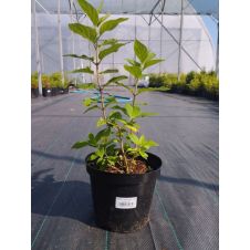 Гортензия метельчатая Little Lime (Литтл лайм) С3 30-40 см