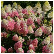 Гортензия метельчатая Strawberry Blossom (Строберри Блоссом) С10 50-60 см