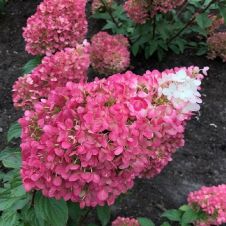 Гортензия метельчатая Strawberry Blossom (Строберри Блоссом) С10 50-60 см