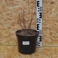 Гортензия метельчатая Royal Flower (Роял флауэр) C3 30-40 см