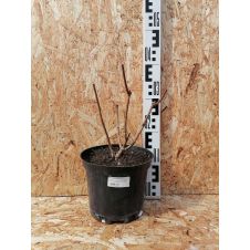 Гортензия метельчатая Grandiflora (Грандифлора) C3 30-40 см
