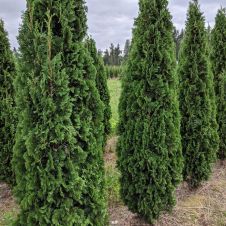 Туя западная Holmstrup (Холмструп) С3 30-40 см