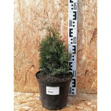 Туя западная Holmstrup (Холмструп) С3 30-40 см