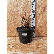 Спирея густоцветковая (Spiraea densiflora) С3
