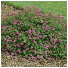 Спирея японская Нана (Nana) С3