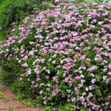 Спирея японская Нана (Nana) С3