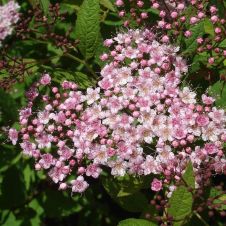 Спирея японская Нана (Nana) С3