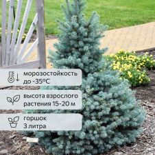 Ель колючая Royal blue (Роял Блю) С3 30-40 см