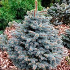 Ель колючая Royal blue (Роял Блю) С3 30-40 см
