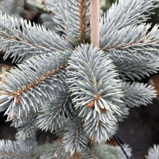 Ель колючая Royal blue (Роял Блю) С3 30-40 см