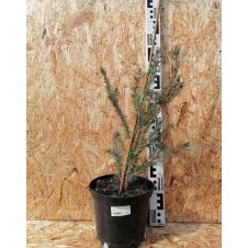 Ель колючая Royal blue (Роял Блю) С3 30-40 см