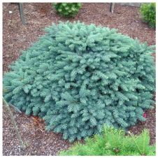 Ель колючая Вальдбрун (Picea pung. Waldbrunn) C2 h=20-25 см