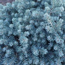 Ель колючая Вальдбрун (Picea pung. Waldbrunn) C2 h=20-25 см