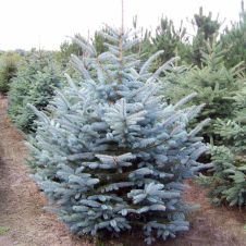 Ель колючая Маджестик блю (Majestic blue) C3 20-30 см