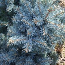 Ель колючая Маджестик блю (Majestic blue) C3 20-30 см