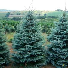 Ель колючая Маджестик блю (Majestic blue) C3 20-30 см