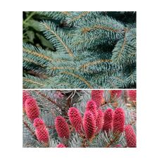 Ель колючая Маджестик блю (Majestic blue) C3 20-30 см