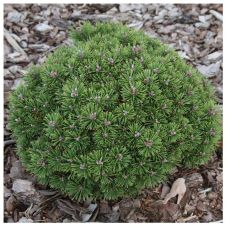Сосна горная Benjamin (Бенджамин) С2 15-20 см