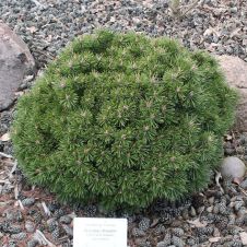 Сосна горная Benjamin (Бенджамин) С2 15-20 см
