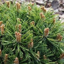 Сосна горная Benjamin (Бенджамин) С2 15-20 см