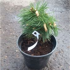 Сосна горная Benjamin (Бенджамин) С2 15-20 см