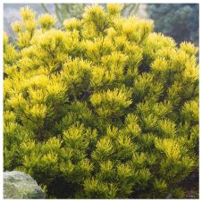 Сосна горная Winter Gold (Винтер Голд) C2 15-20 см