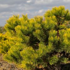 Сосна горная Winter Gold (Винтер Голд) C2 15-20 см