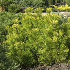 Сосна горная Winter Gold (Винтер Голд) C2 15-20 см