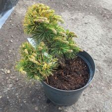 Сосна горная Winter Gold (Винтер Голд) C2 15-20 см