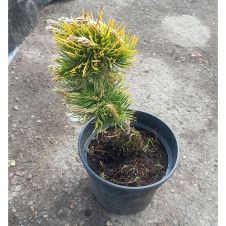 Сосна горная Winter Gold (Винтер Голд) C2 15-20 см