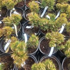 Сосна горная Winter Gold (Винтер Голд) C2 15-20 см