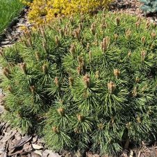 Сосна горная Mugo pumilio (Муго пумилио) С2 15-20 см