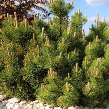Сосна горная Mugo pumilio (Муго пумилио) С2 15-20 см