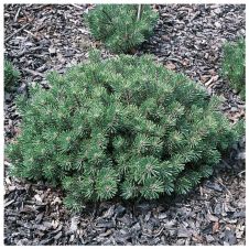 Сосна горная Humpy (Хампи) C2 15-20 см