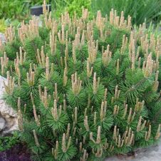 Сосна горная Humpy (Хампи) C2 15-20 см