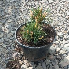 Сосна горная Humpy (Хампи) C2 15-20 см