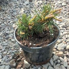 Сосна горная Humpy (Хампи) C2 15-20 см