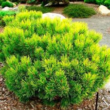 Сосна горная Ophir (Офир) C5 20-30 см