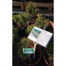 Сосна горная Ophir (Офир) C5 20-30 см